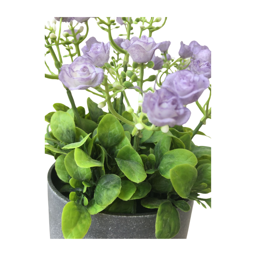 PLANTA DECORATIVA MORADA