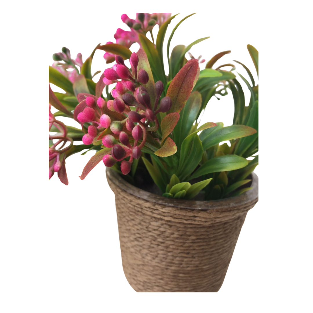 PLANTA DECORATIVA ROSADA